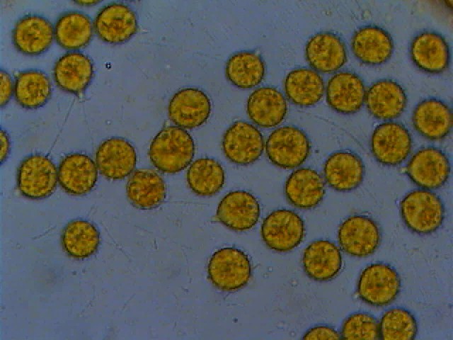 Due Laccarie (Laccaria affinis e L. macrocystidiata)